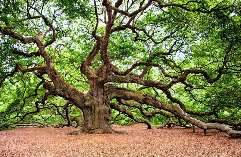 Boone Hall Plantation in Charleston